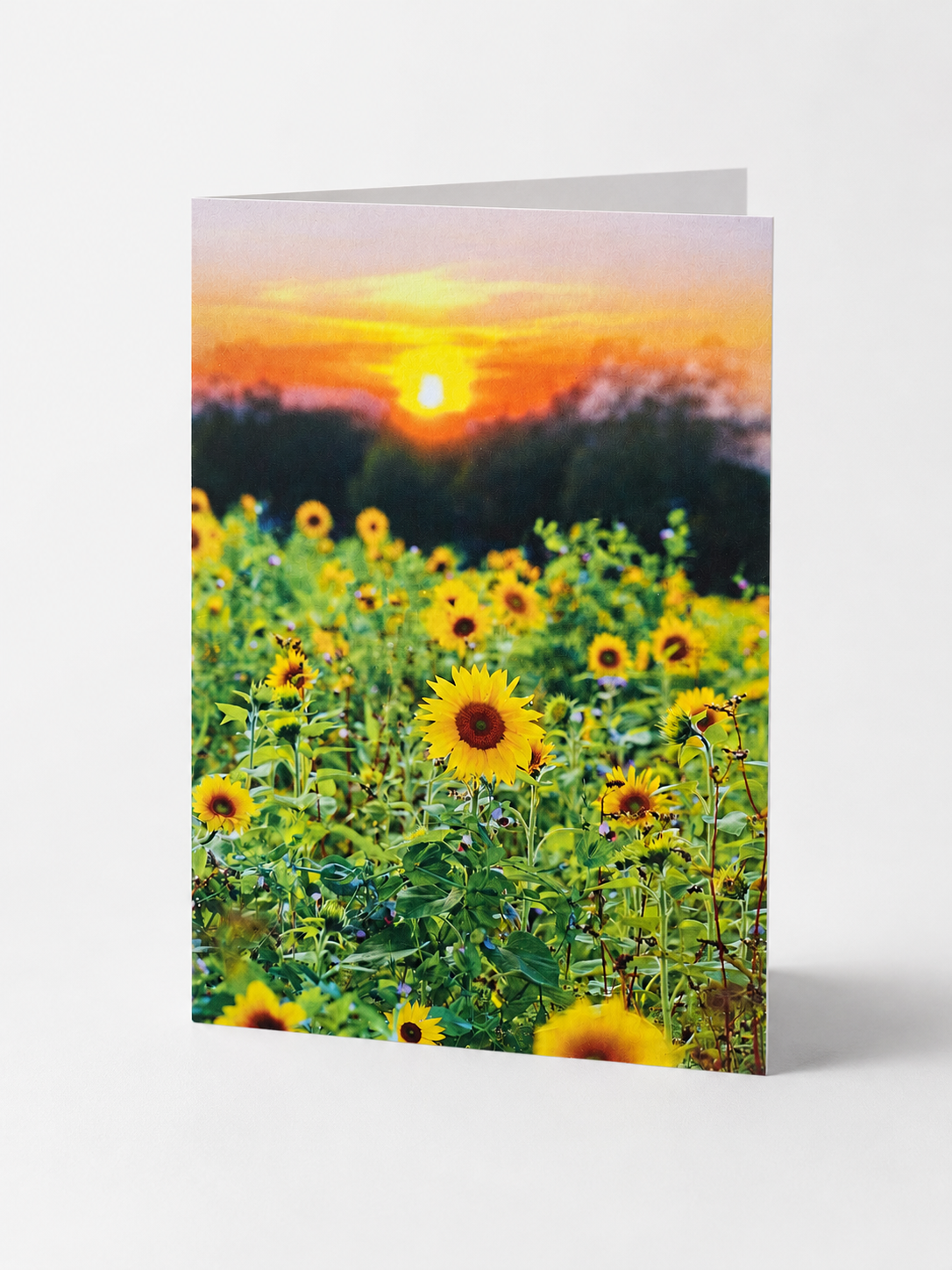 Sonnenblumenglück