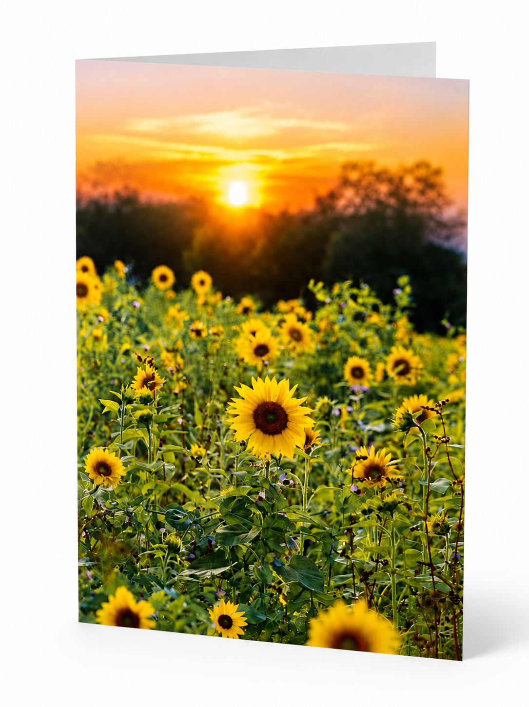 Sonnenblumenglück